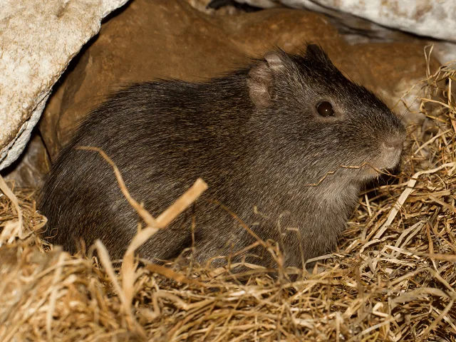 Morča divé (Cavia aperea)