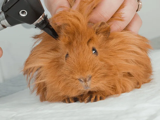 Morča u veterinára na vyšetrení